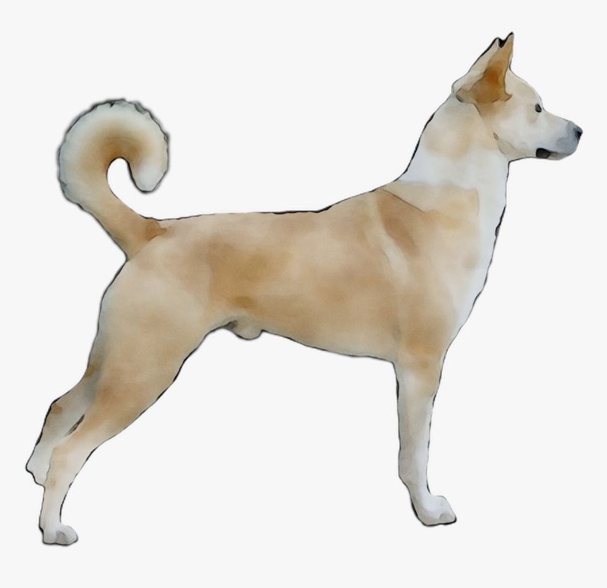 Ancient Jindo Dog Canaan Norwegian Buhund Korean Clipart - Korean Jindo, HD Png Download, Free Download