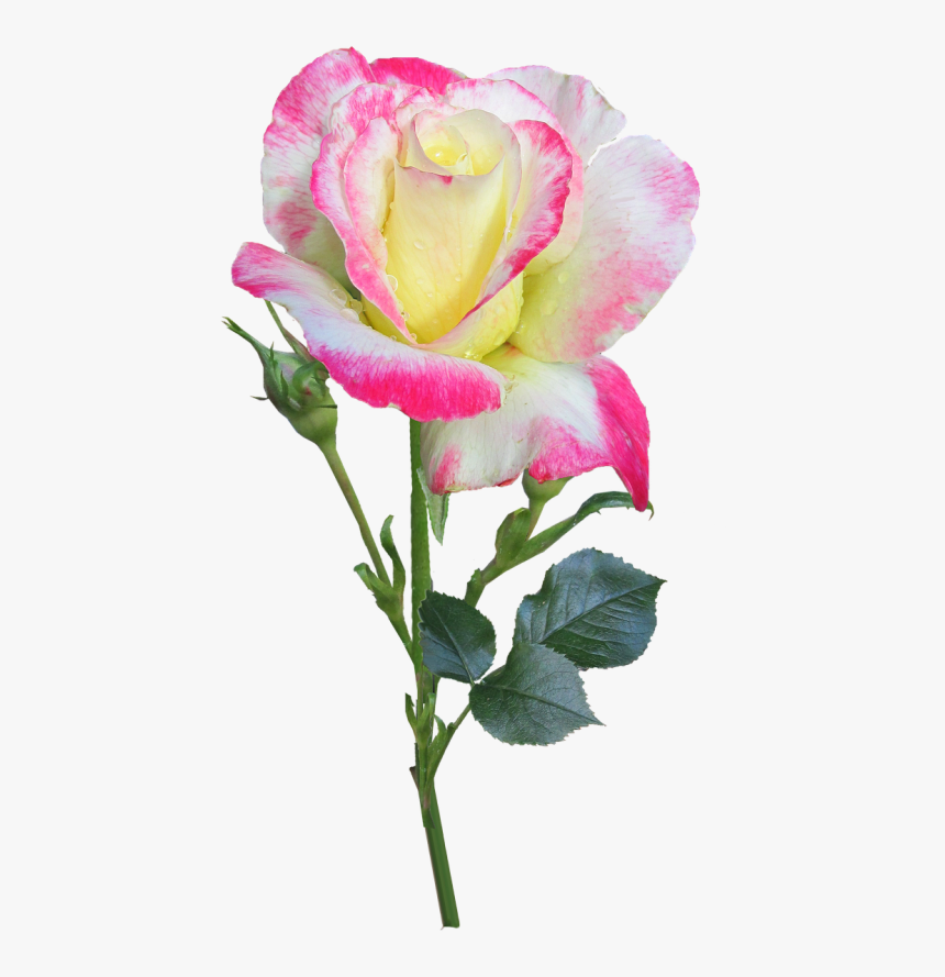 Transparent Rose Stem Png - Hybrid Tea Rose, Png Download, Free Download