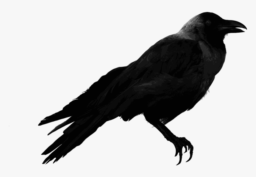 Raven Png - Transparent Raven, Png Download, Free Download