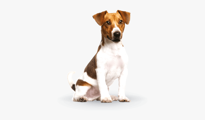 Mini Dog Png, Transparent Png, Free Download