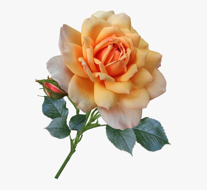 Rose, Stem, Leaves Bud, Apricot, Flower, Cut Out - Flower, HD Png Download, Free Download