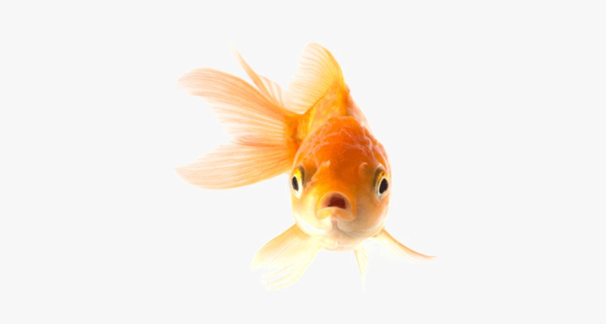 Collections At Sccpre Cat - Goldfish Image With Transparent Background, HD Png Download, Free Download