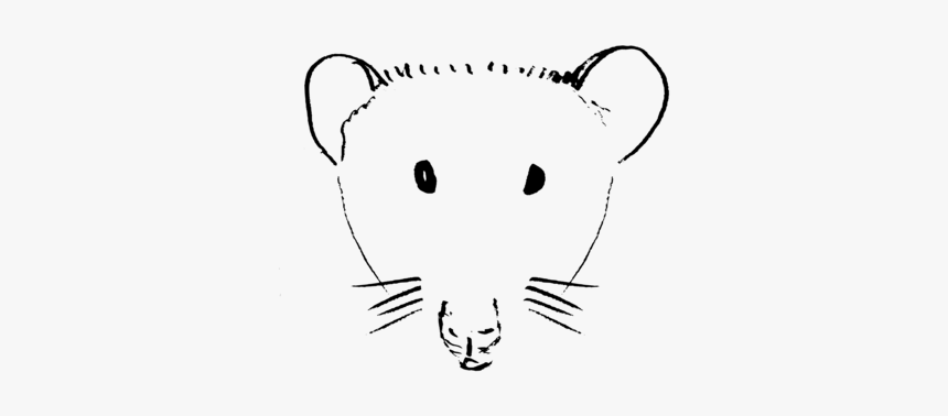 Line Art,head,whiskers - Rat, HD Png Download, Free Download