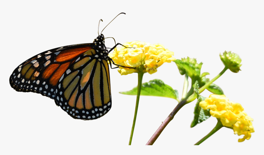 Monarch Butterfly, HD Png Download, Free Download