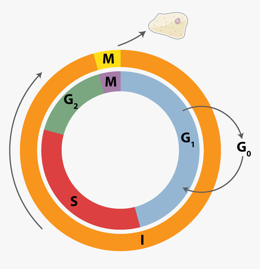 Cell Cycle 3 - Cell Cycle Png, Transparent Png, Free Download