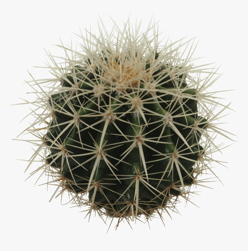 Sphere Cactus - Echinocactus Grusonii Png, Transparent Png, Free Download