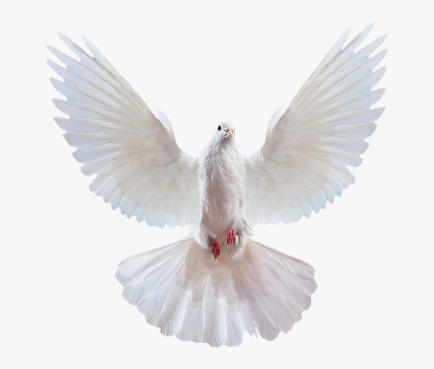 Transparent Pigeons Clipart - Transparent Background Dove Bird Png, Png Download, Free Download