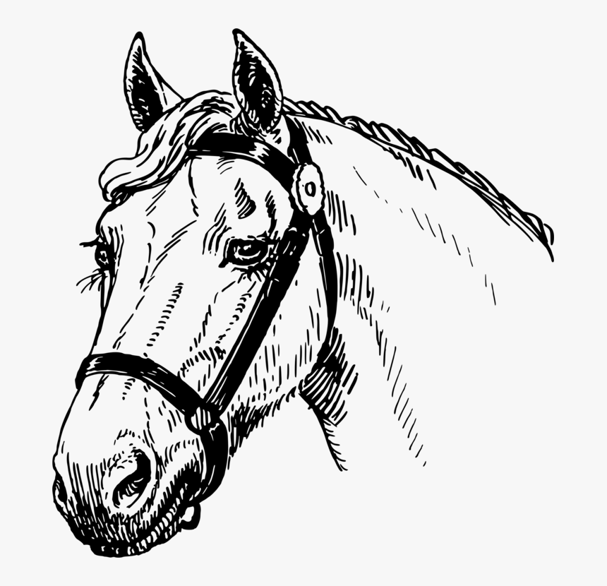 Transparent Mustang Head Clipart Horse Head Sketch Big Hd Png