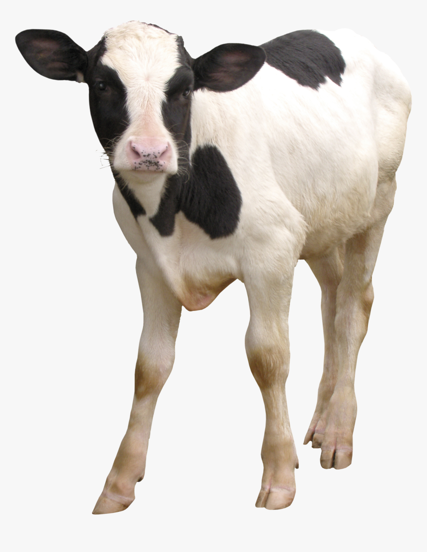 Cow Png - Transparent Calf Png, Png Download, Free Download