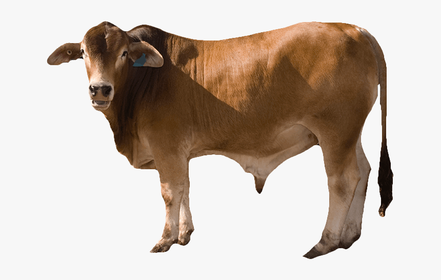 Cow Png, Transparent Png, Free Download