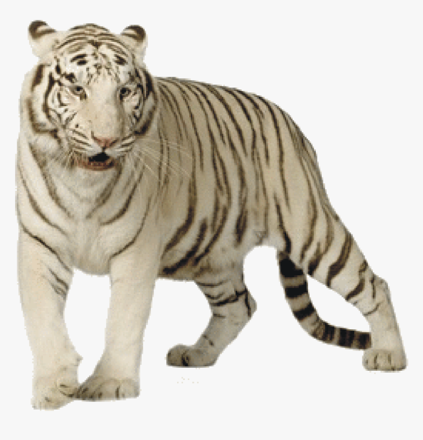 White Tiger Png File, Transparent Png, Free Download