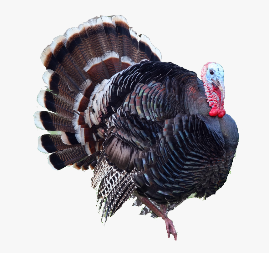 Turkey Png, Transparent Png, Free Download