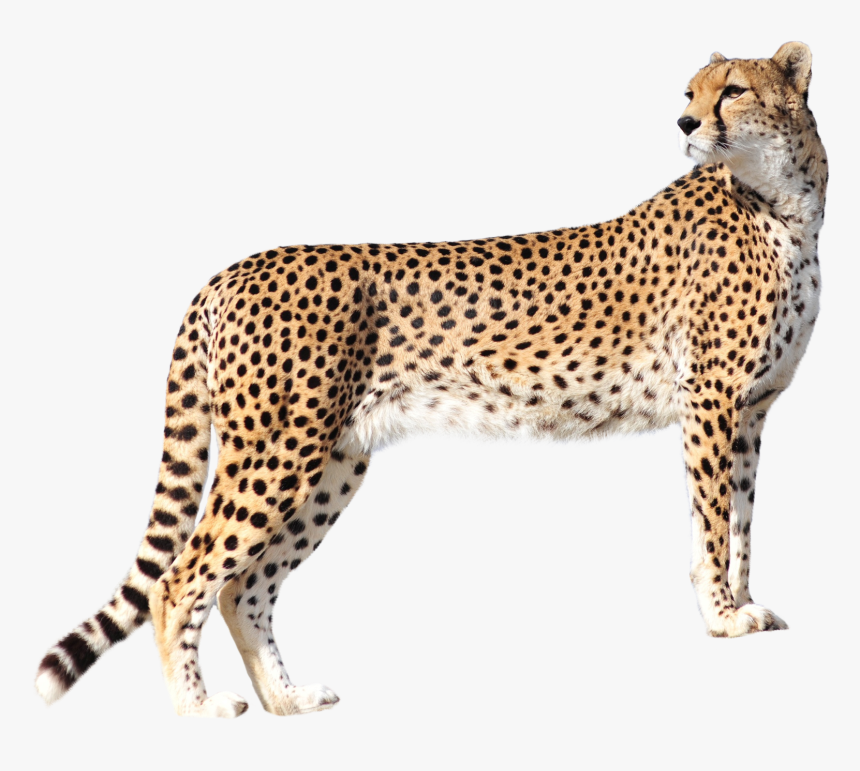 Pngpix - Leopard Png, Transparent Png, Free Download