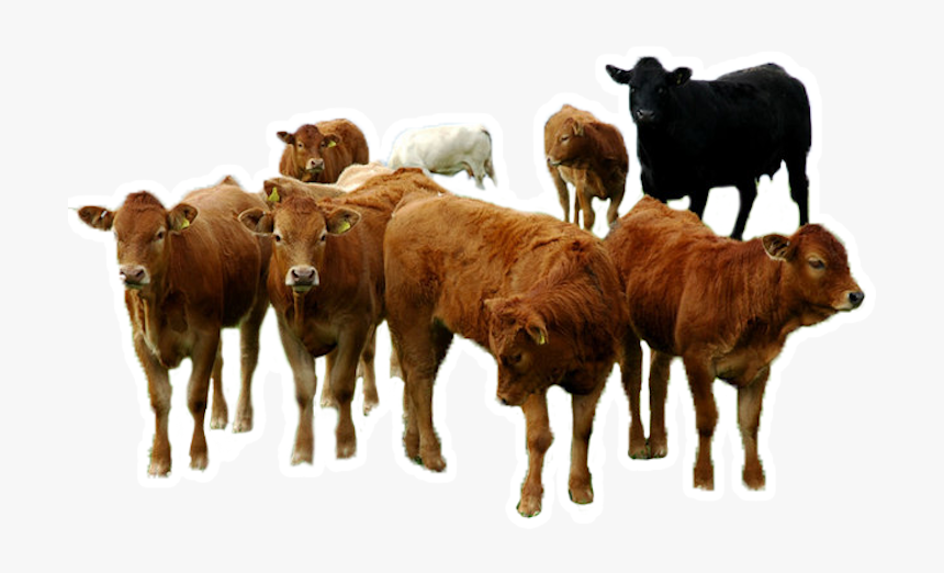 Alt Text Here - Group Of Cattle Png, Transparent Png, Free Download