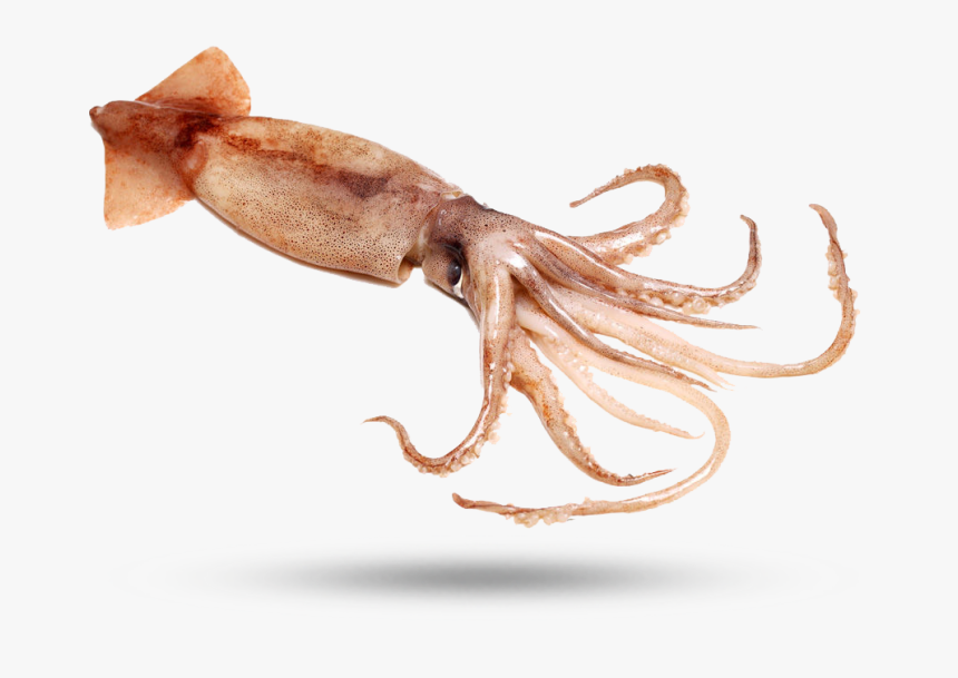 squid giant squid hd png download kindpng squid giant squid hd png download