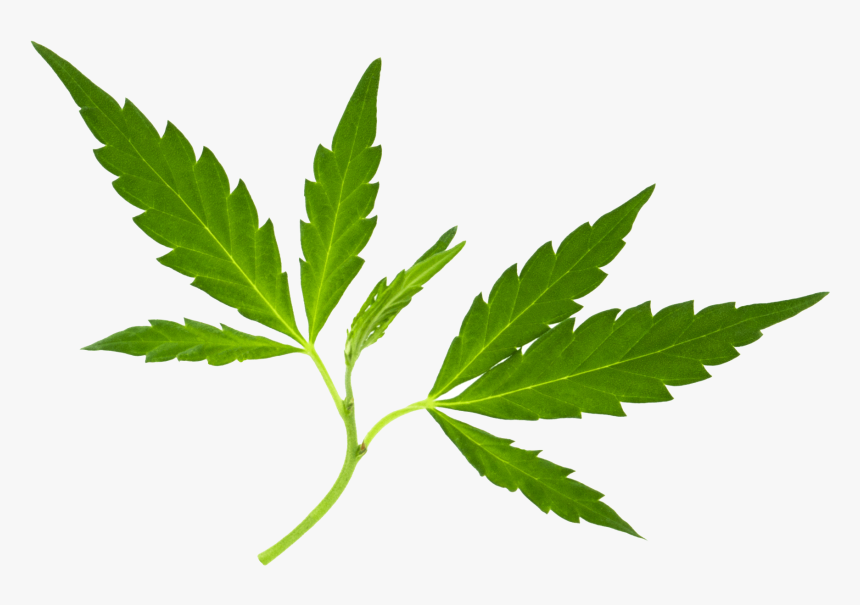 Small Marijuana Leaf, HD Png Download, Free Download