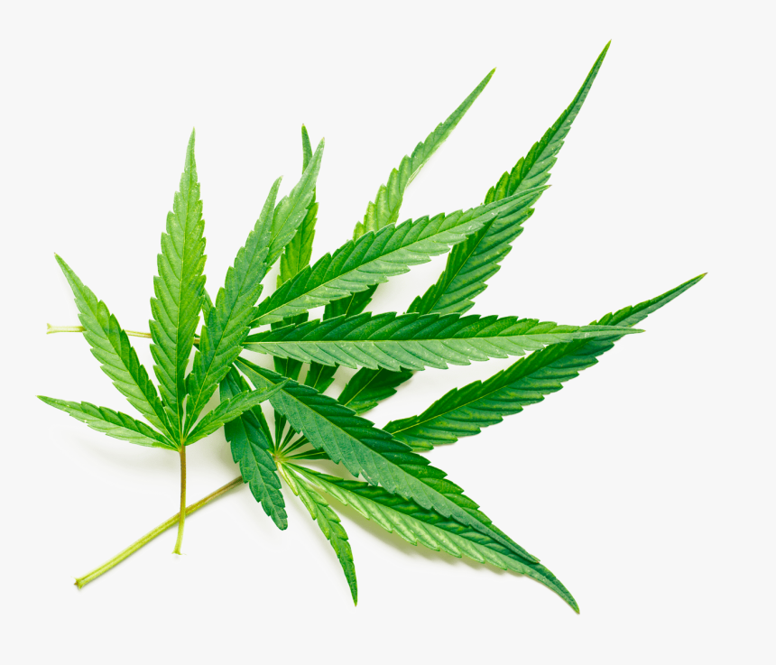 Cannabis Leaf In White Background, HD Png Download, Free Download