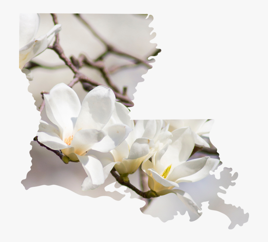 Louisiana - Cherry Blossom, HD Png Download, Free Download