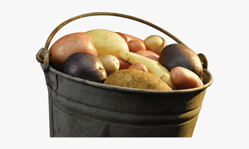 Yukon Gold Potato, HD Png Download, Free Download