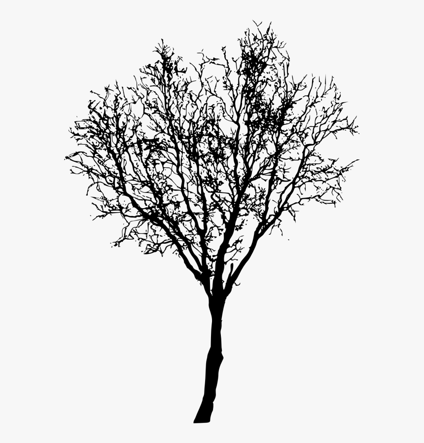 Bud Wood Twig Twig Transparent Background Png Clipart - Leafless Tree Png, Png Download, Free Download