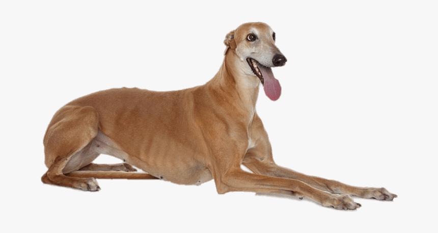 Greyhound Lying Down - Italian Greyhound Laying Down, HD Png Download, Free Download