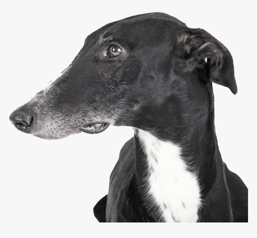 You Bet They Die Greyhounds, HD Png Download, Free Download