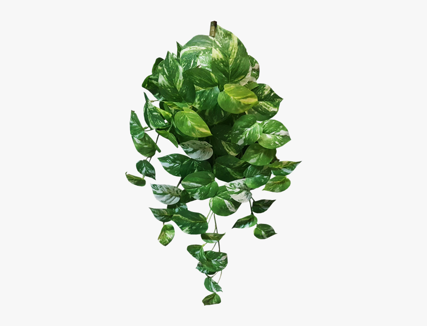 Devil's Ivy Png, Transparent Png, Free Download