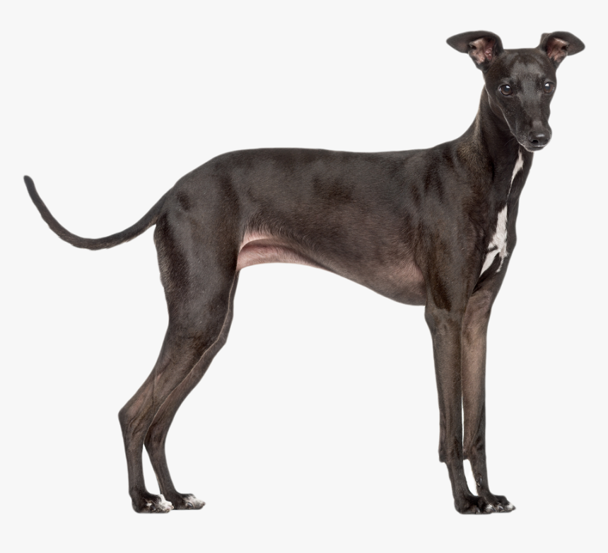 Italian Greyhound, HD Png Download, Free Download