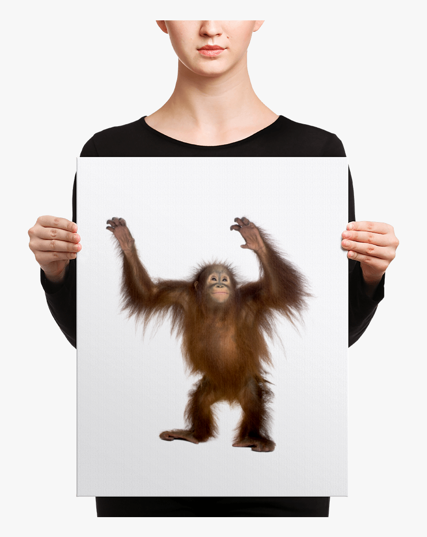 Transparent Orang Png - Canvas, Png Download, Free Download