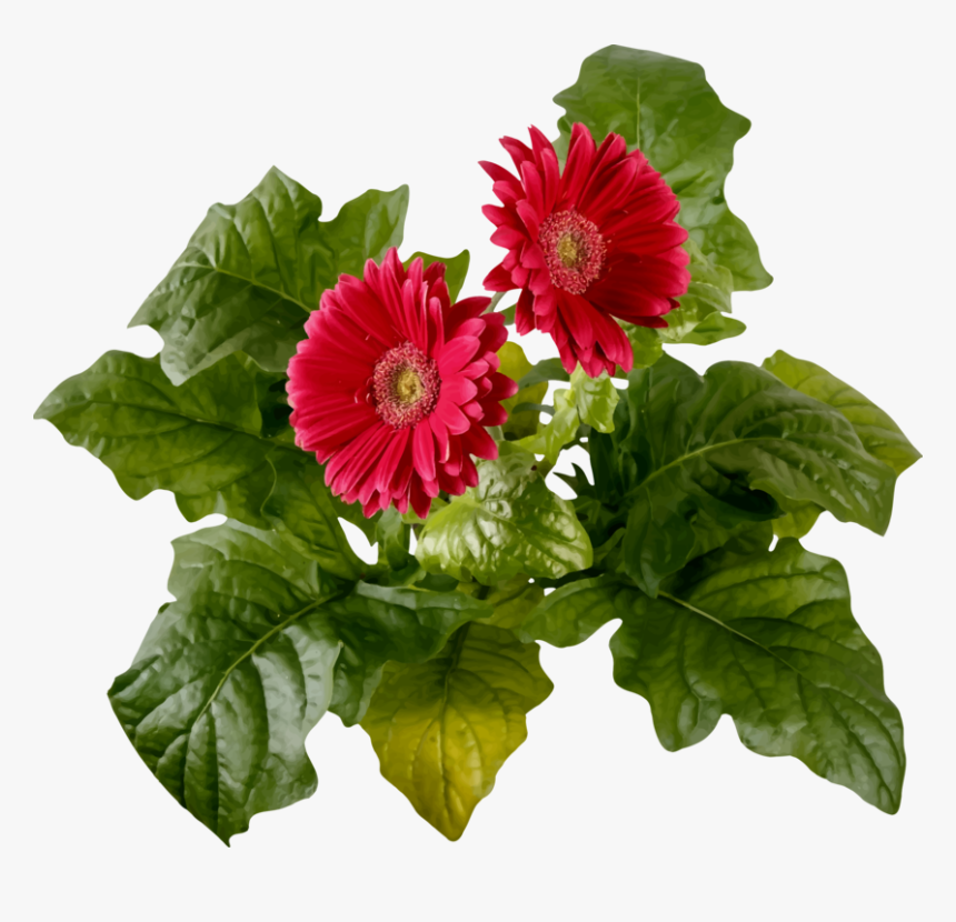 Chrysanths,plant,flower - Barberton Red Daisy Flower In Transparent Background, HD Png Download, Free Download