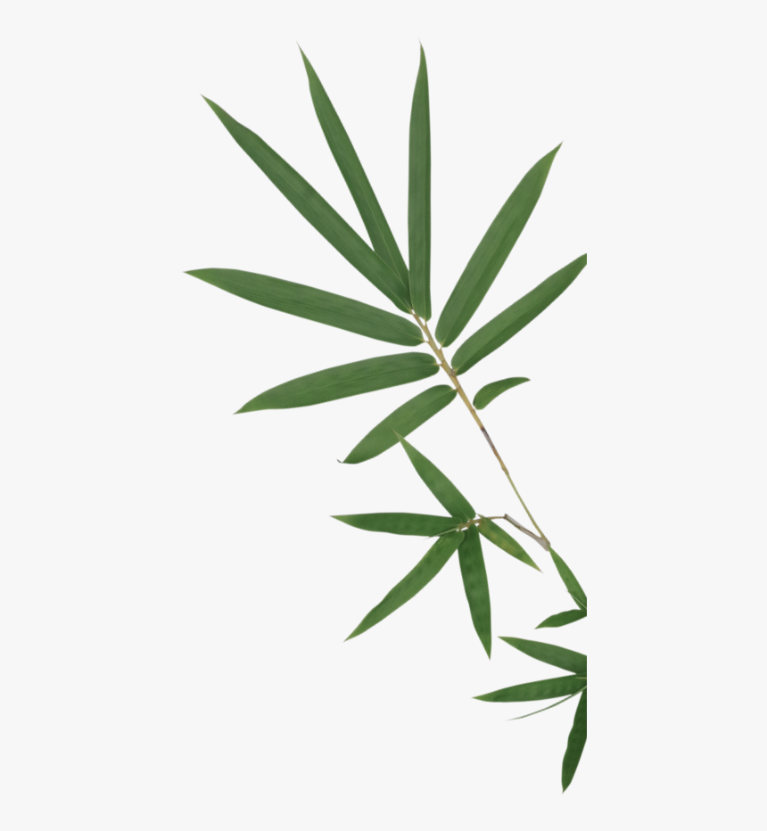 Two Needle Pinyon Pine, HD Png Download, Free Download