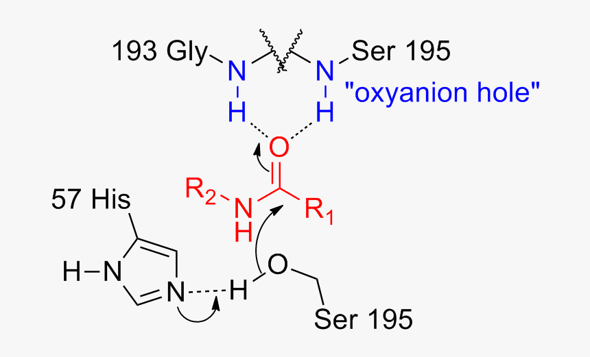 Serine Protease Oxyanion Hole - Oxyanion Hole Catalytic Triad, HD Png Download, Free Download