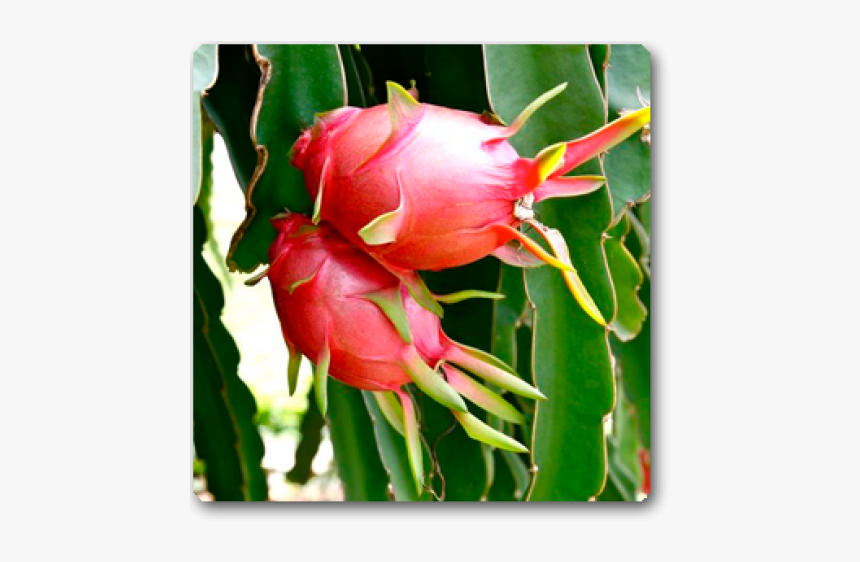 Dragon Fruit In Bangladesh, HD Png Download, Free Download