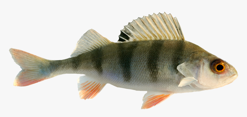 Freshwater Fish Fresh Water - Freshwater Fish Png, Transparent Png, Free Download