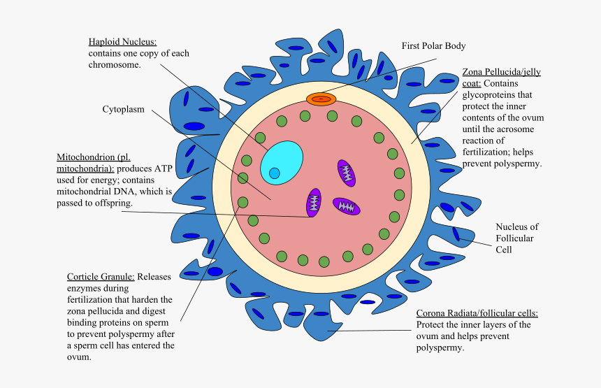 Parts Of An Egg Cell