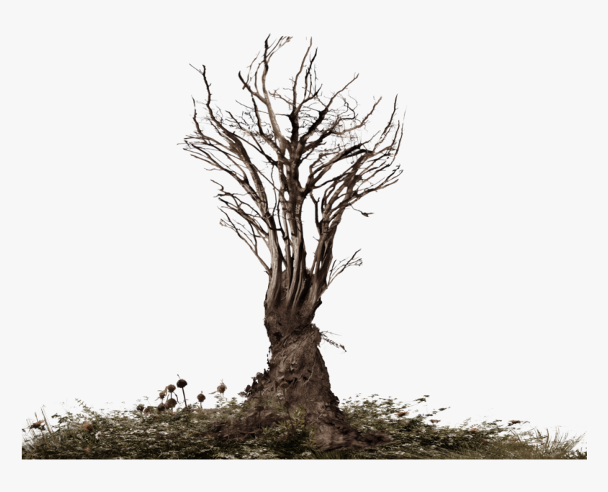 Thumb Image - Tree Roots Png, Transparent Png, Free Download