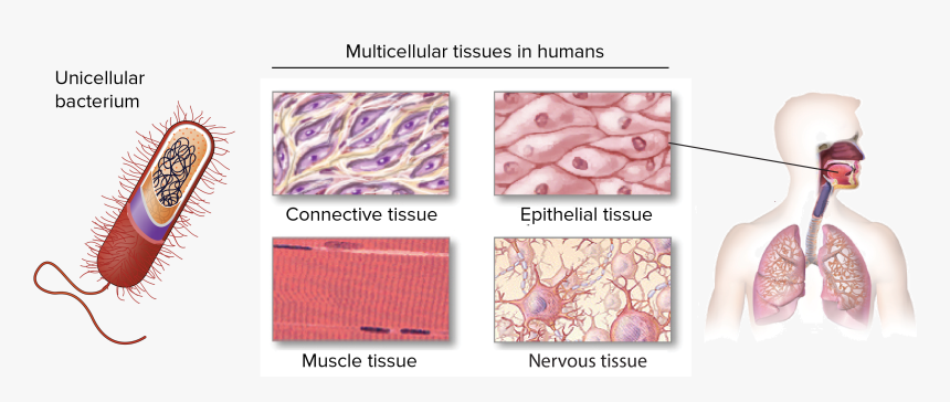 Biology Tissues, HD Png Download, Free Download