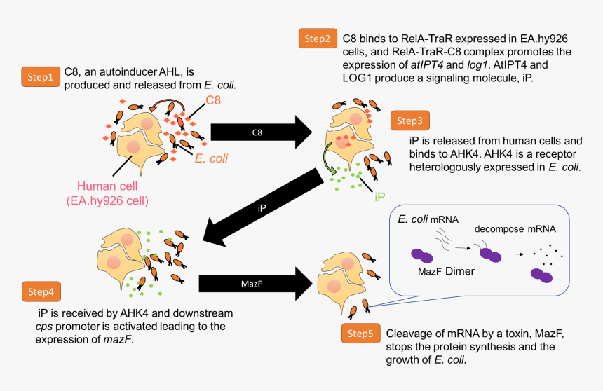 John - Bacteria In Human Cells, HD Png Download, Free Download