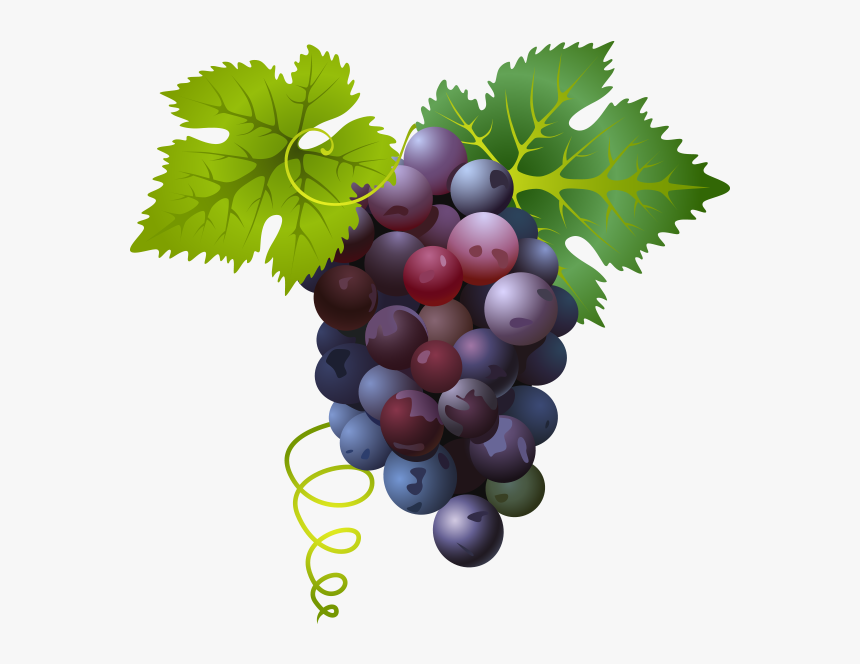 Common Grape Vine - Grape Png, Transparent Png, Free Download