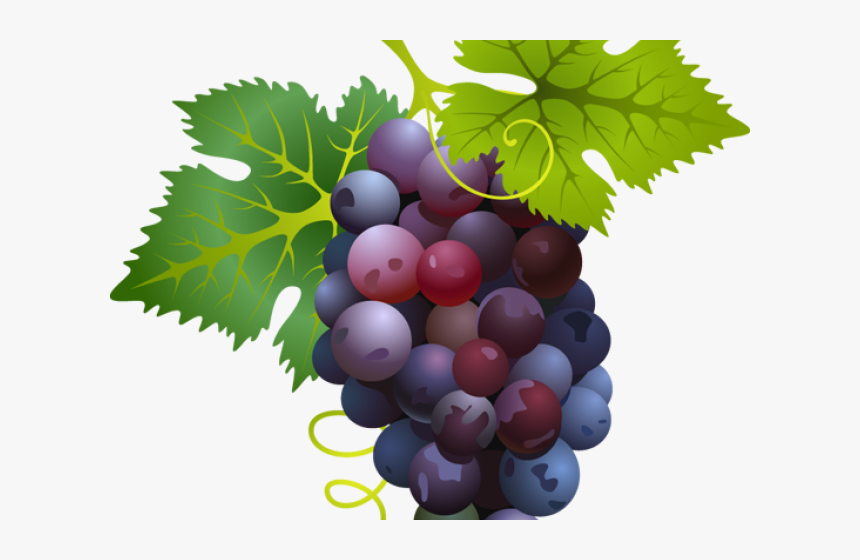 Grapes Clipart Easy - Black Grapes Nutrition Value, HD Png Download, Free Download