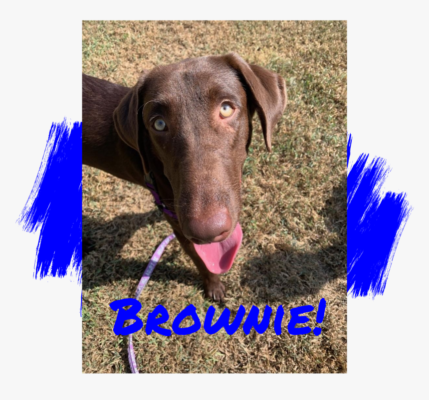 Chocolate Labrador Retriever Adoption - Dog Catches Something, HD Png Download, Free Download