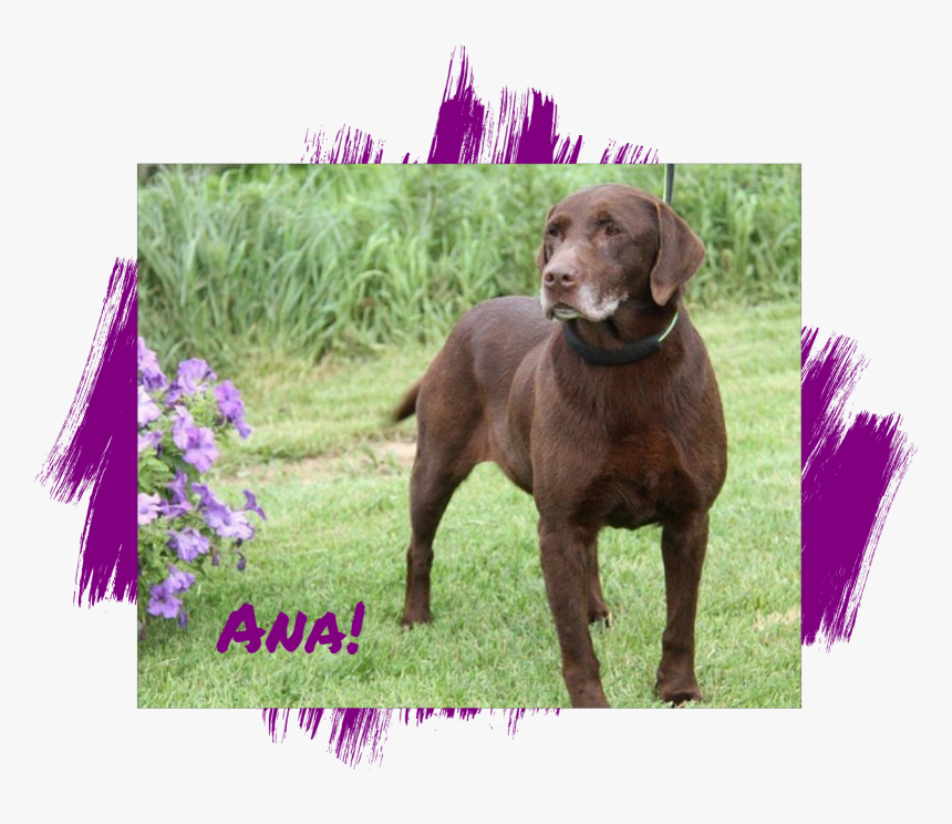 Dog Adoption - Pointing Breed, HD Png Download, Free Download