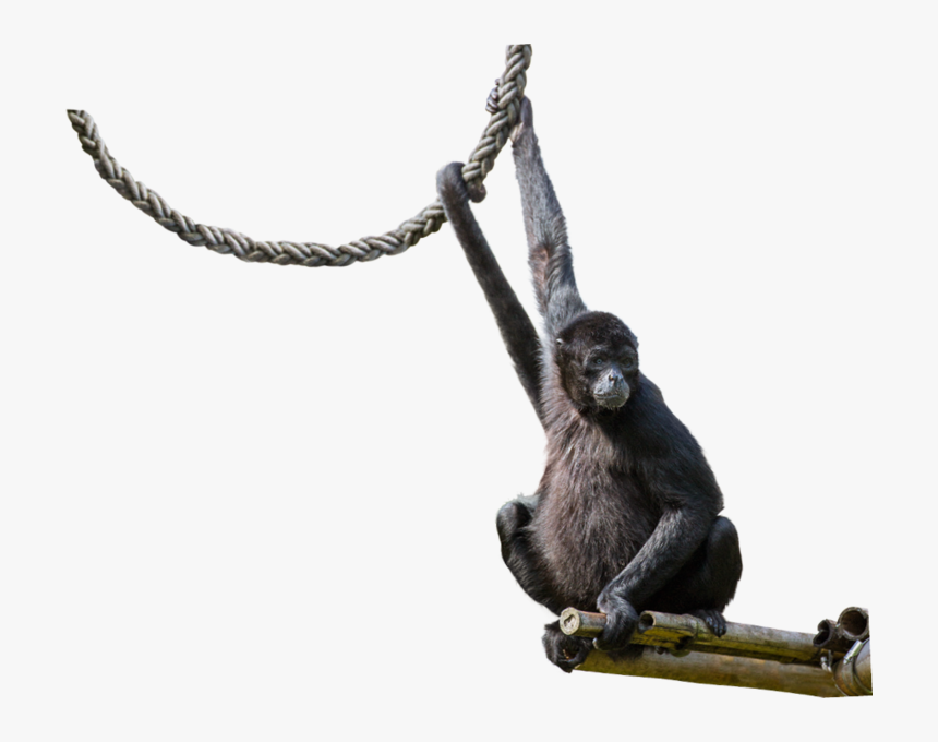 Spider Monkey Png - Spider Monkey Transparent Background, Png Download, Free Download