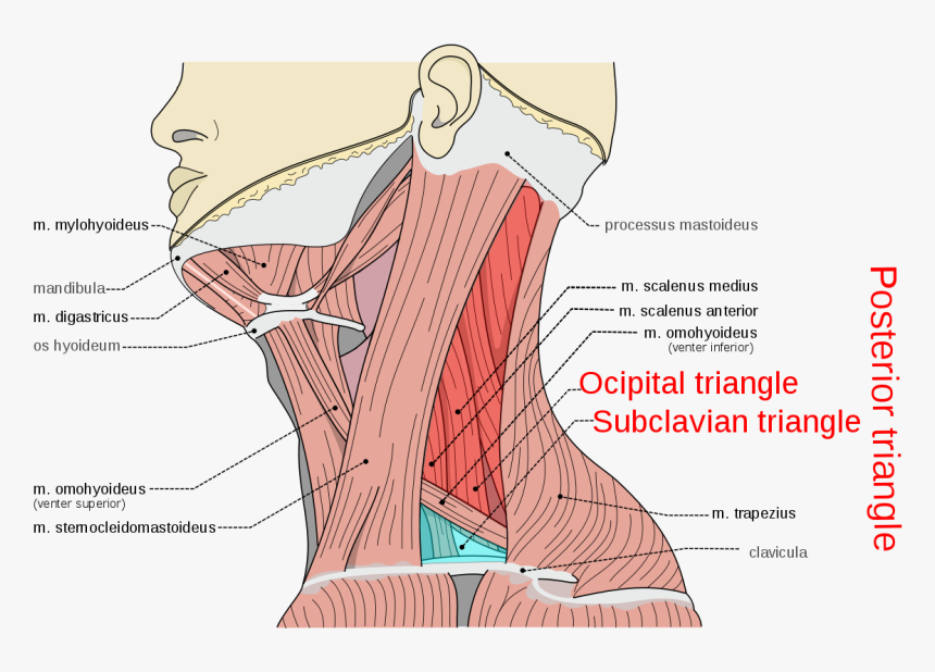 M Digastricus Venter Posterior, HD Png Download, Free Download