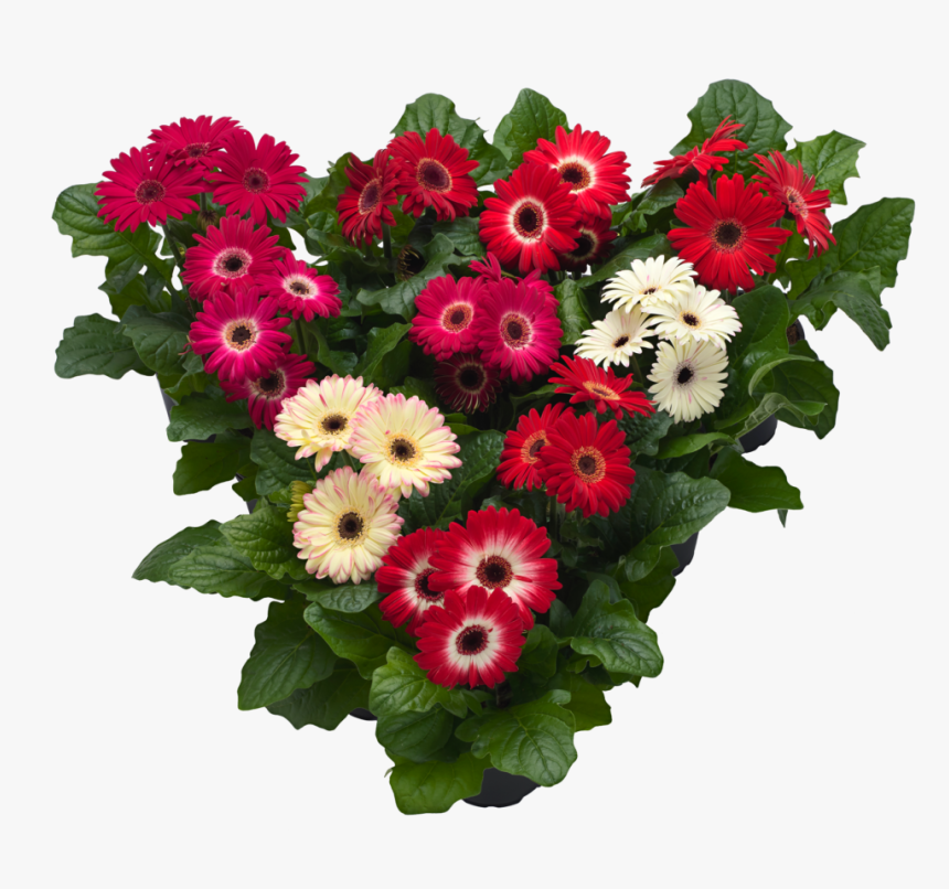 Hilverdaflorist - Pot Gerbera - Winter Mix - Bouquet, HD Png Download, Free Download