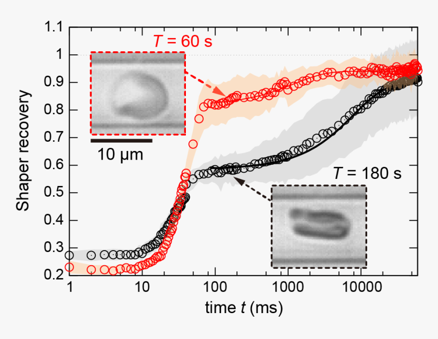 Resilient Red Blood Cells Need Fuel To Adapt Their - T 型 マイクロ 流 路, HD Png Download, Free Download