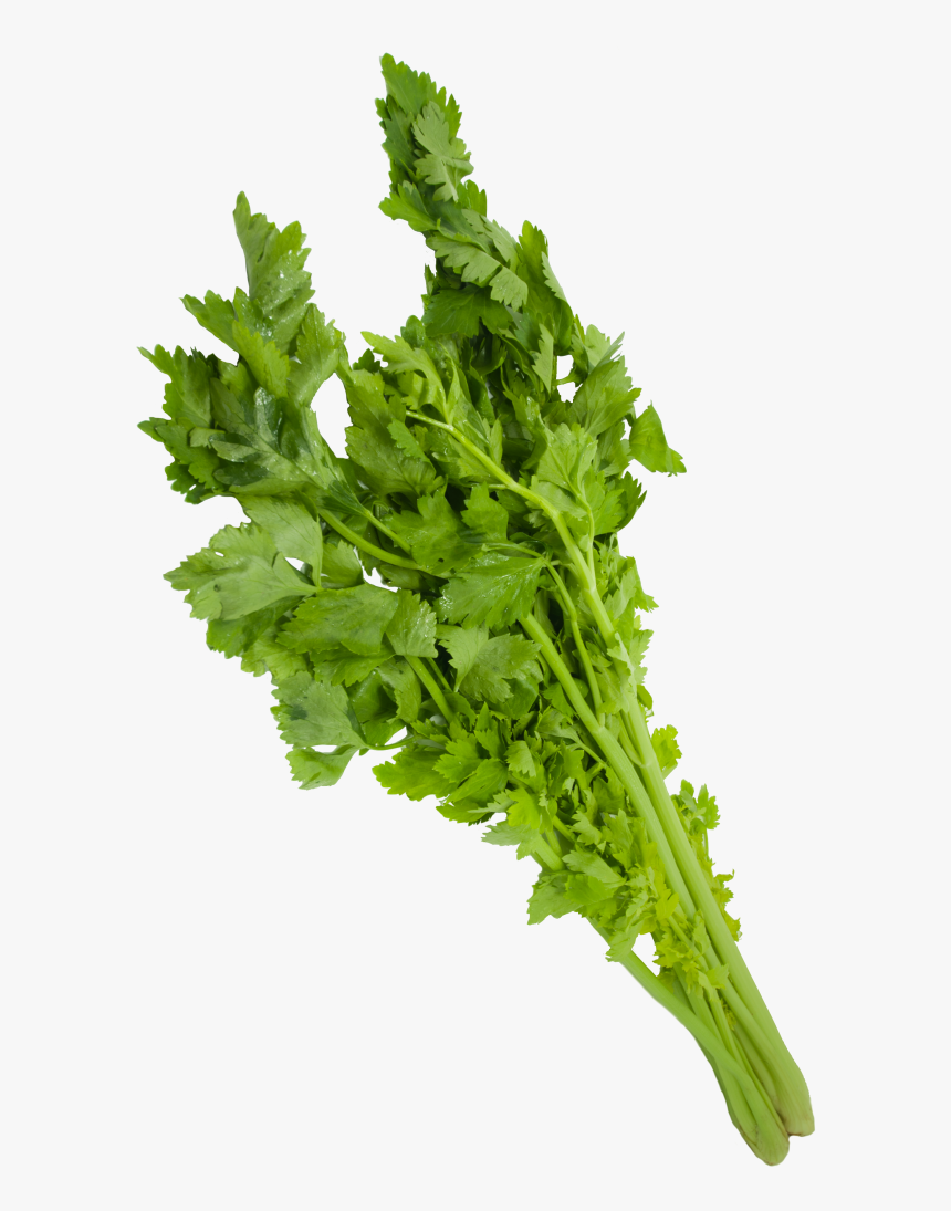 Arugula, HD Png Download, Free Download