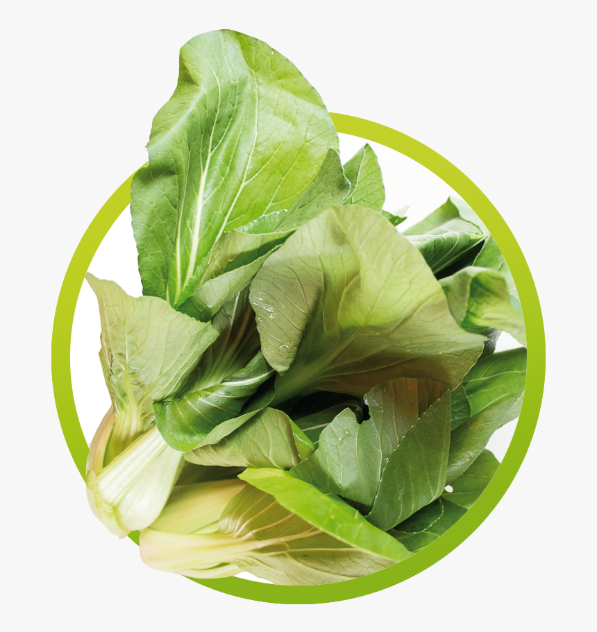 Bok Choy Png, Transparent Png, Free Download