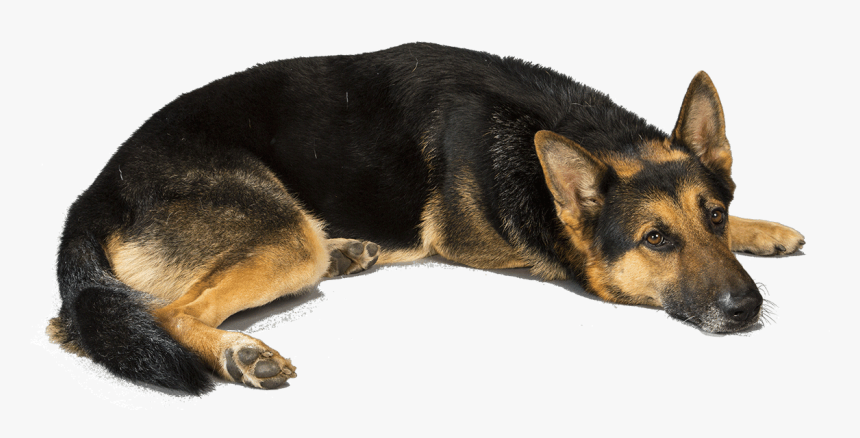 German Shepherd Transparent Png, Png Download, Free Download