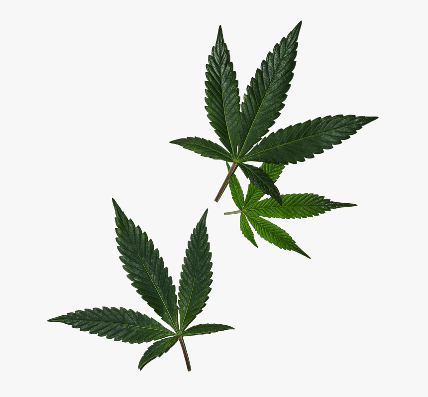 Cannabis, HD Png Download, Free Download